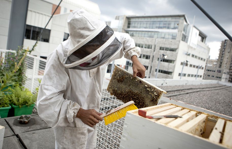 Les colonies d’abeilles bourdonnent à Montréal