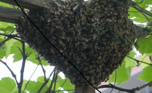 Encadrement des ruches: opération pour recueillir 20 000 abeilles