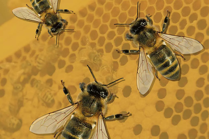 Une semaine d'actu: spécial photoreportage sur les abeilles