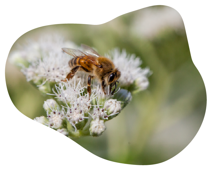 Polliflora-pollinisateur