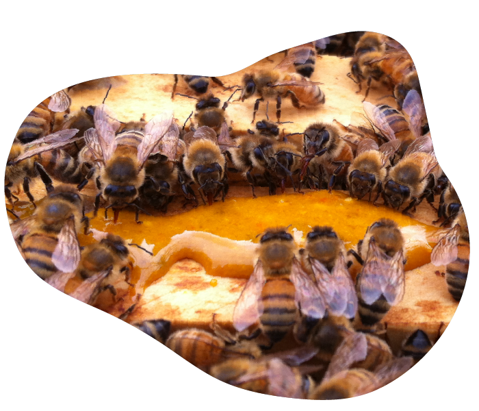 Abeilles autour d'alvéoles