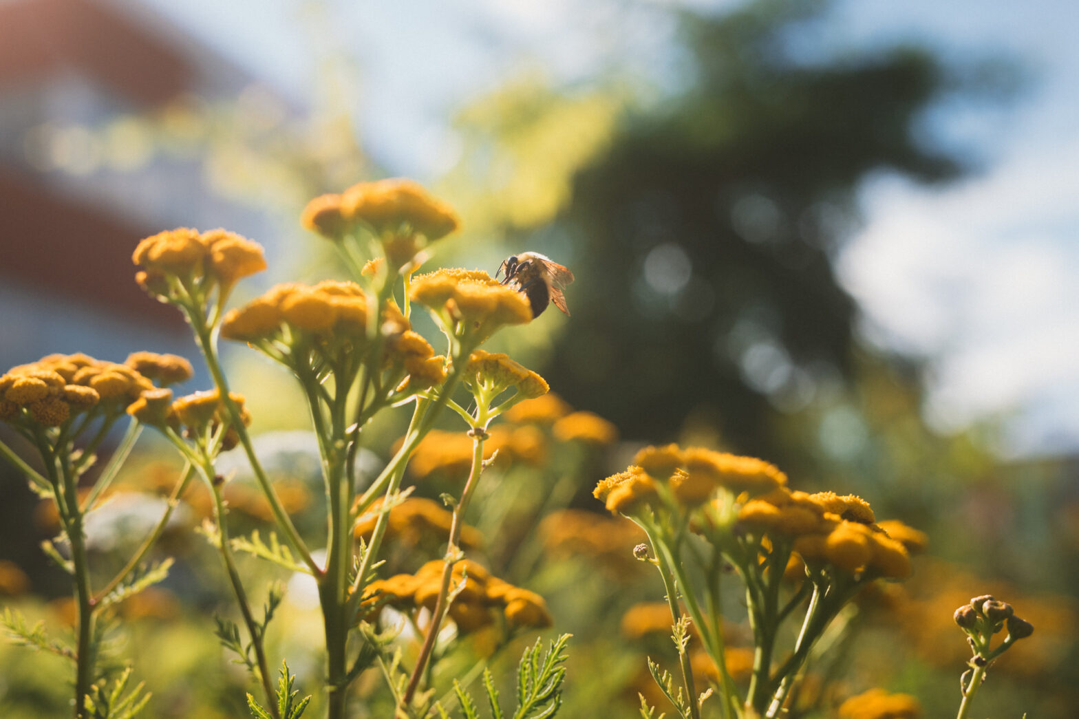 Faux-bourdon (abeille) sur fleurs jaunes