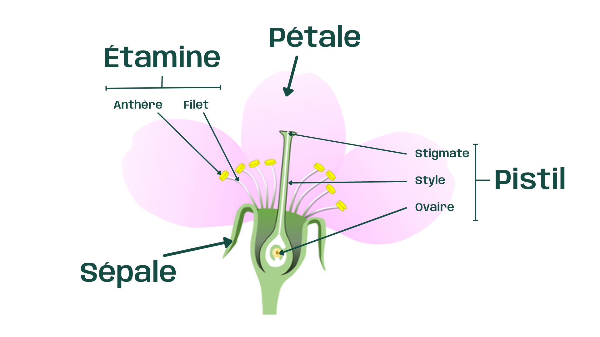 Schéma descriptif de l'anatomie d'une fleur pour mieux comprendre la pollinisation.