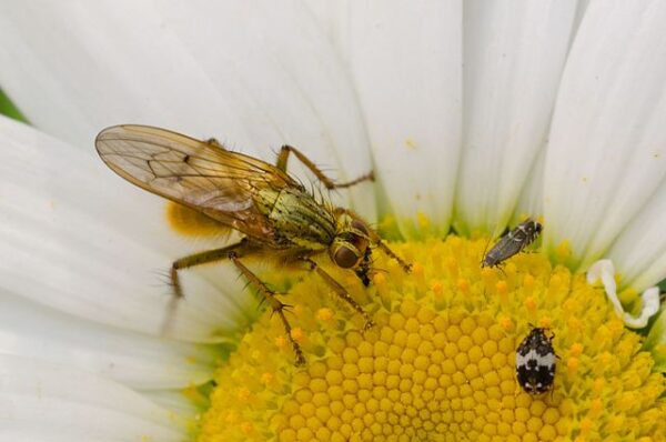 Insecte pollinisateur qui buttine.