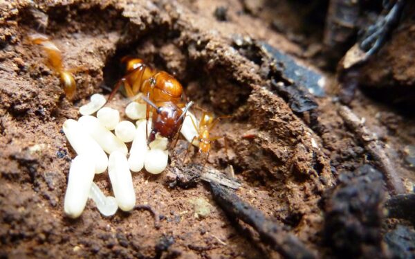 Des œufs de fourmis dans un abri (pollinisateur).