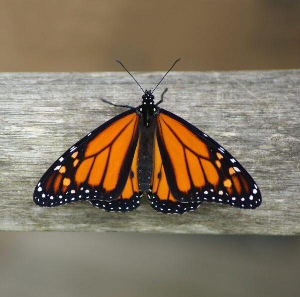 Papillon monarque, un pollinisateur.