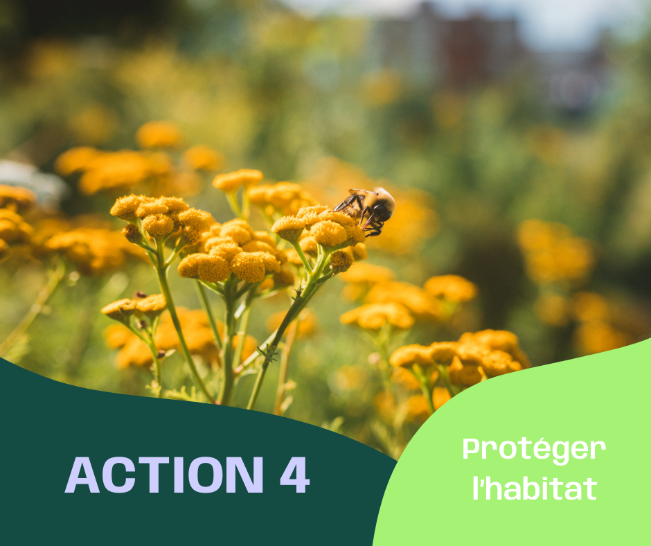 Aider les abeilles et autres pollinisateurs en protégeant l'habitat.