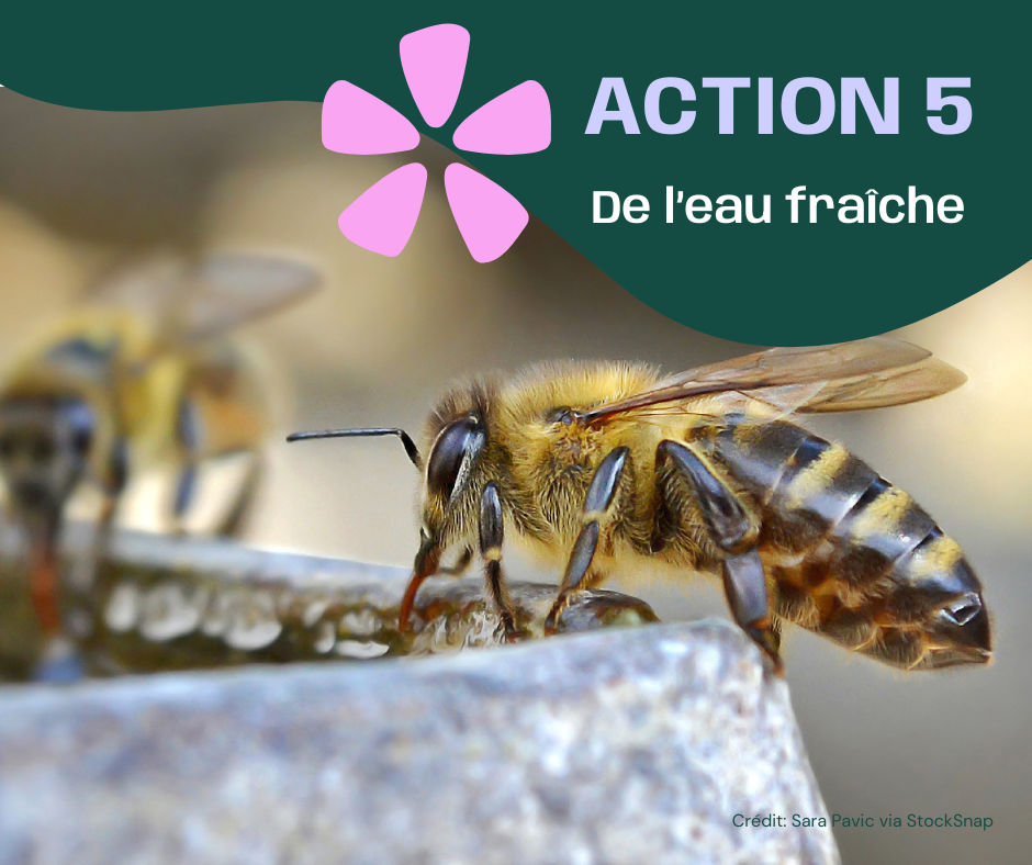 Aider les abeilles et autres pollinisateurs en fournissant de l'eau fraîche