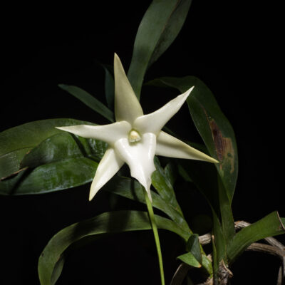 Étoile de Madagascar, plante et pollinisation.