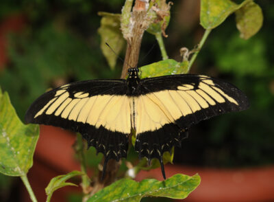 Lépidoptère du genre Papilio.
