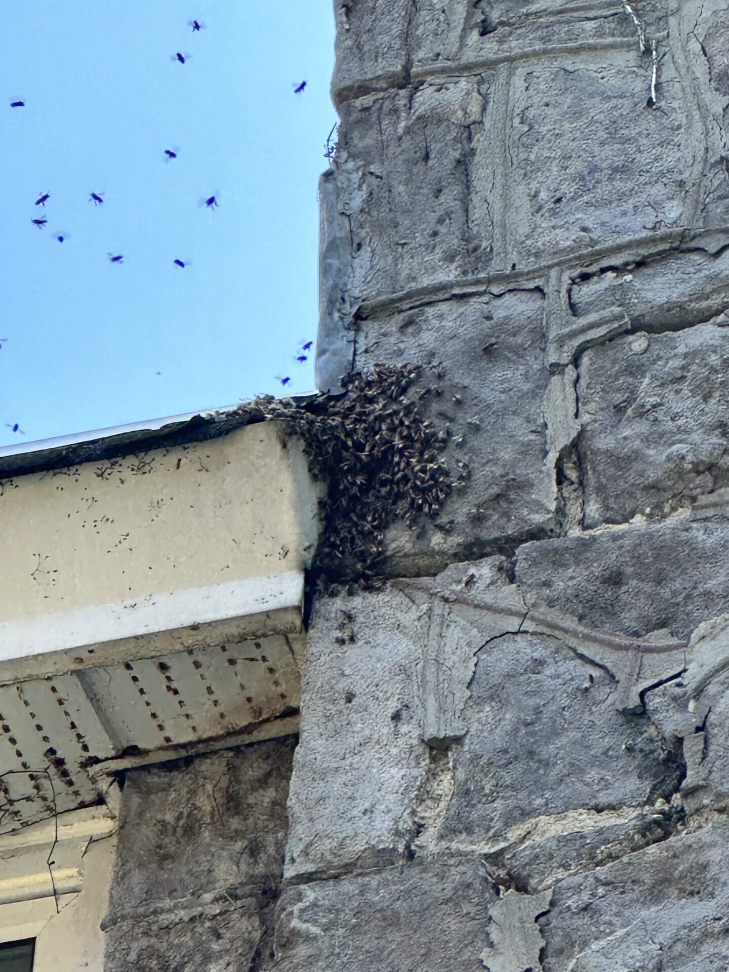 Essaim d'abeilles sous un toit