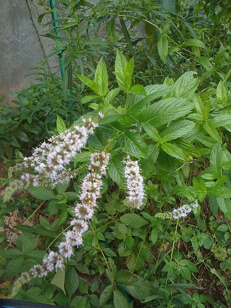 Menthe sauvage (Mentha canadensis)
