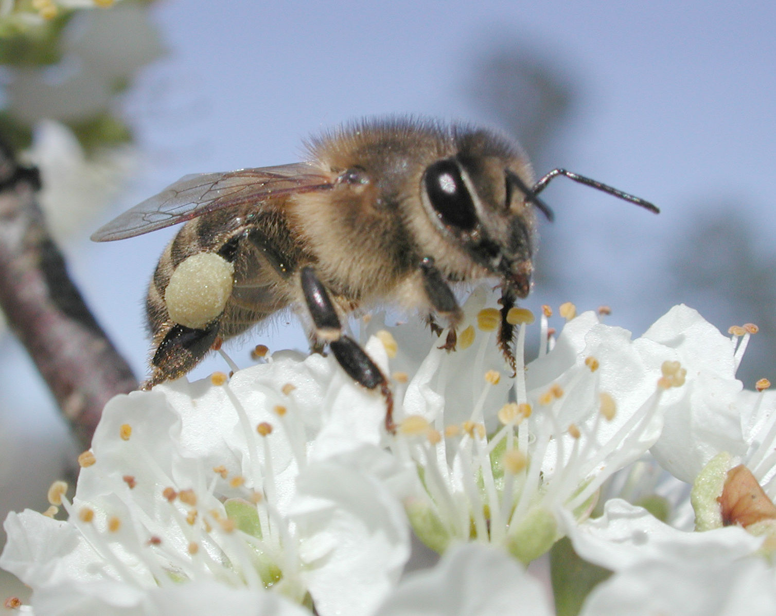 Une abeille à miel (Apis mellifera) avec une corbeille à pollen sur sa dernière rangée de pattes.