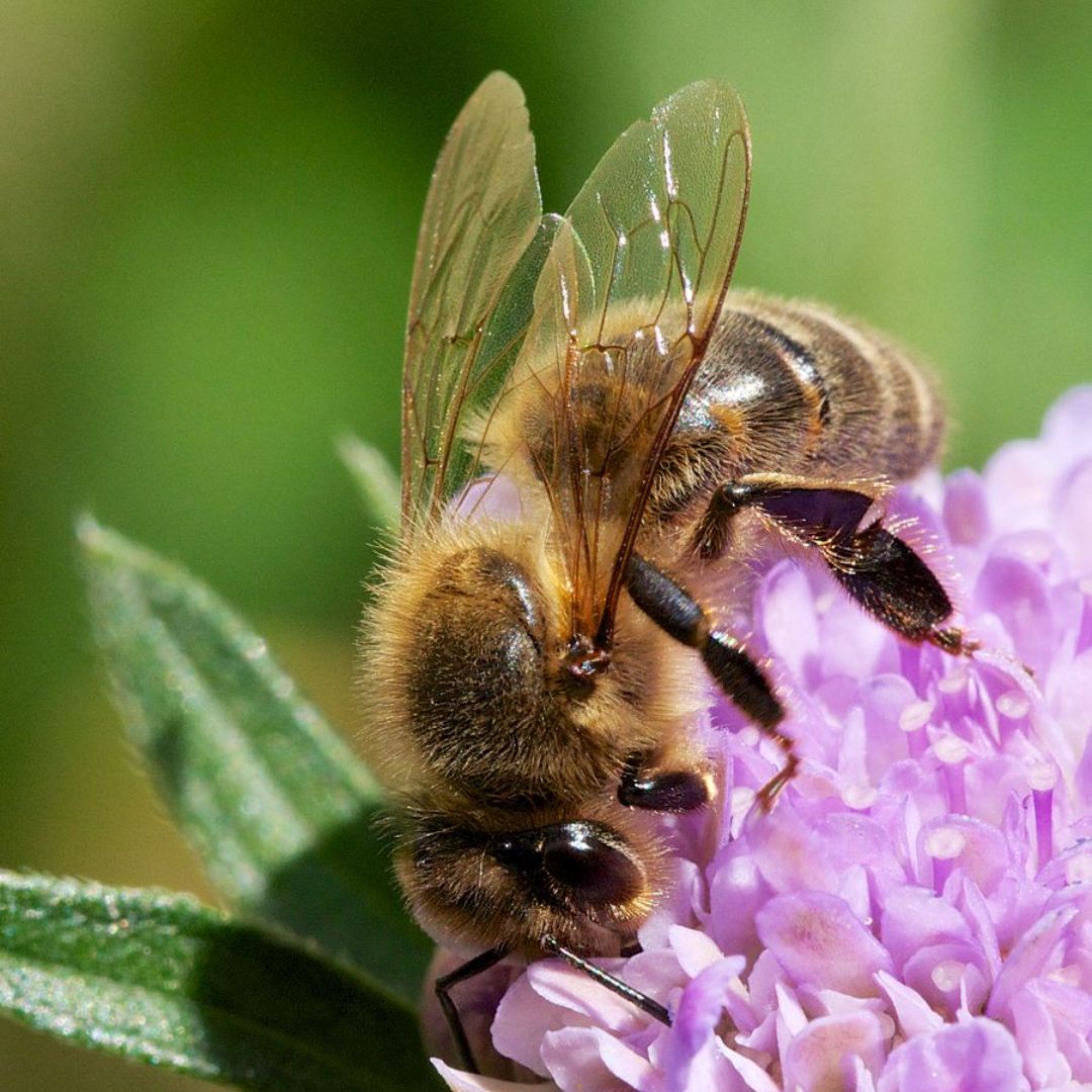 Au repose, les abeilles replient leurs ailes parallèlement avec le dessus de leur corps.