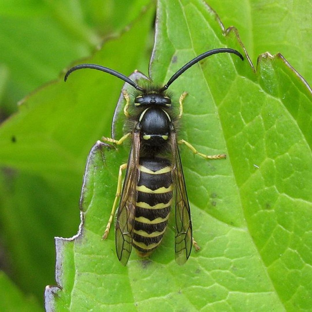 La guêpe jaune aérienne commune 
(Dolichovespula Arenaria)