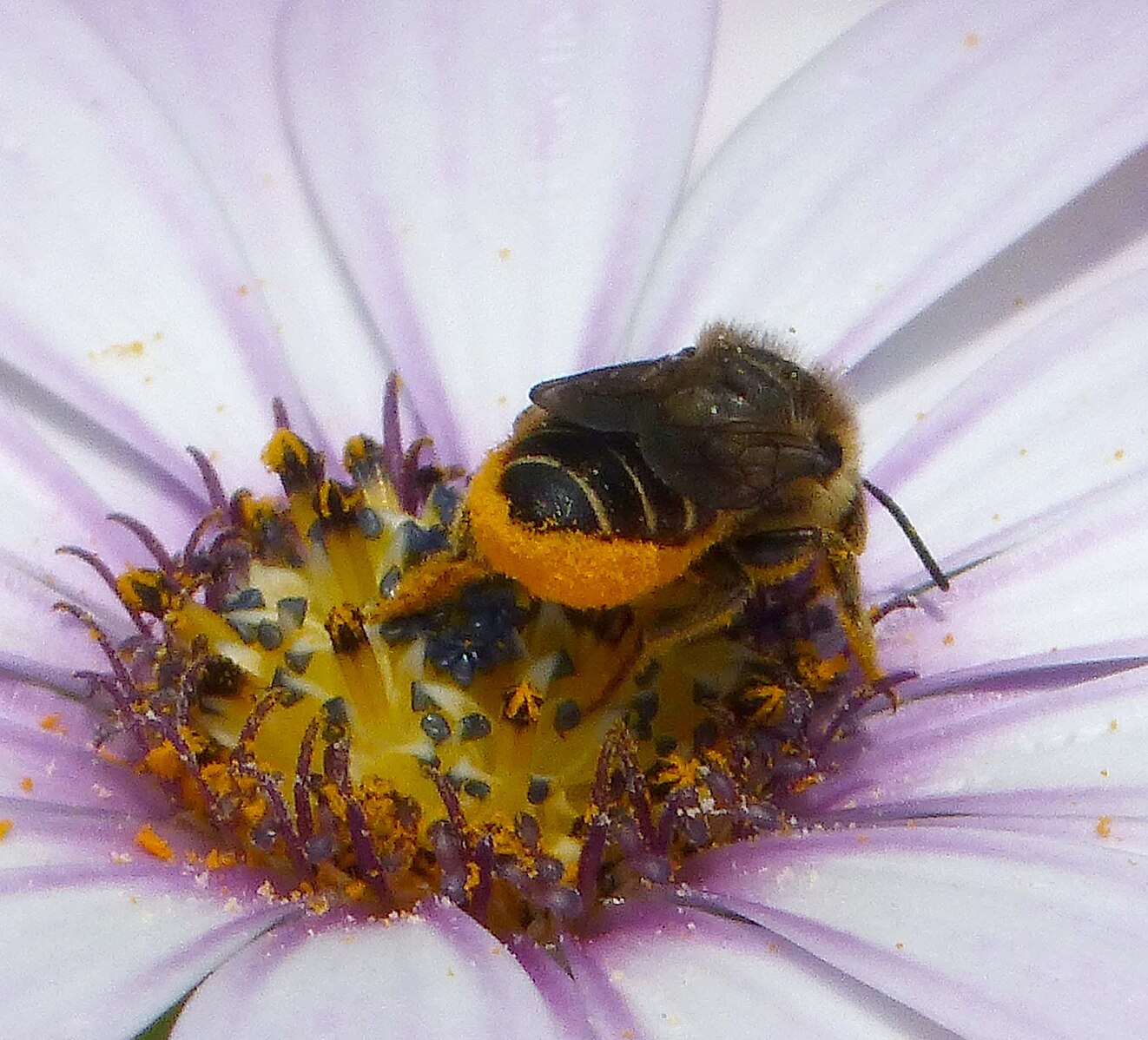 Une mégachile avec l’abdomen recouvert de pollen.