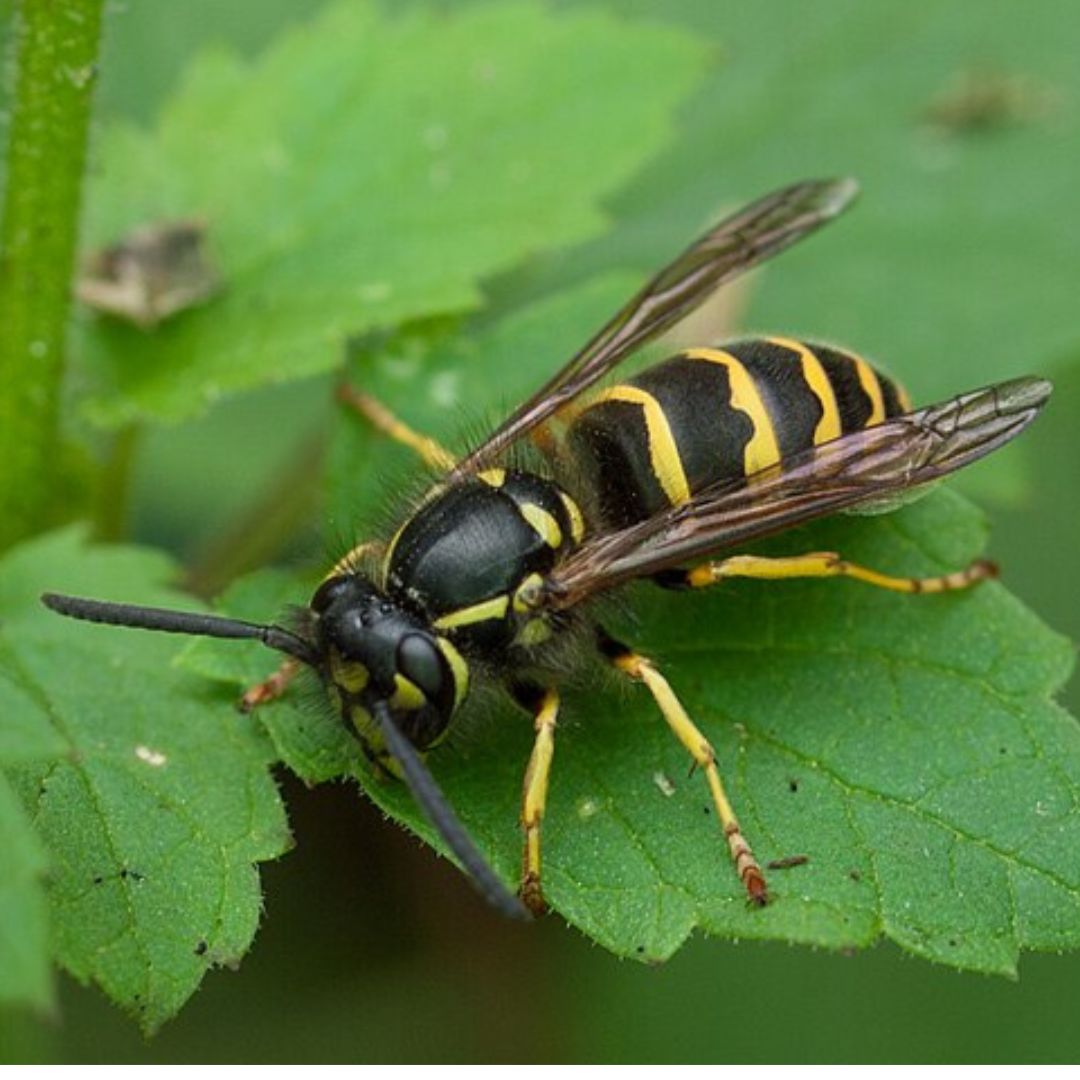 La guêpe jaune commune 
(Vespula alascensis)