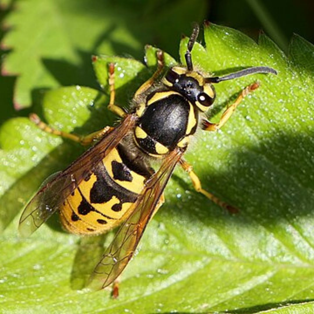 La guêpe germanique 
(Vespula germanica)