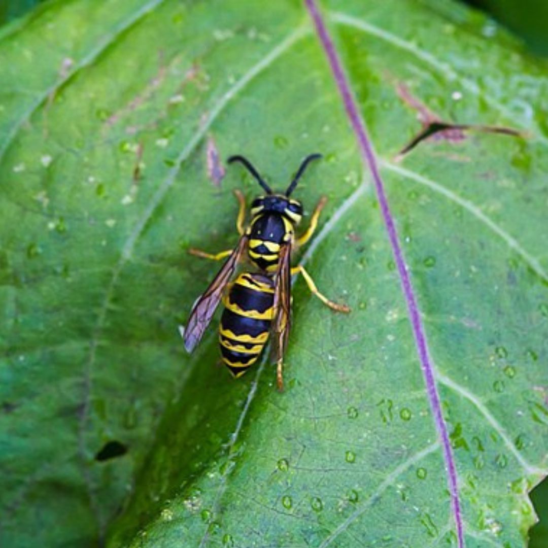 La guêpe jaune de l'Est 
(Vespula maculifrons)